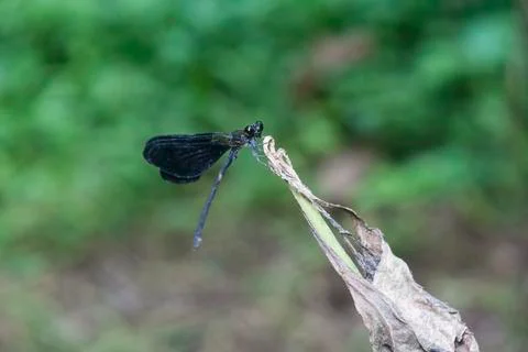 DRAGONFLY Stock Photos