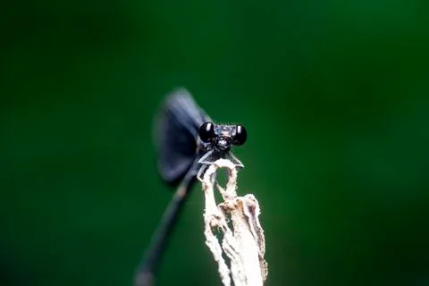 DRAGONFLY Stock Photos