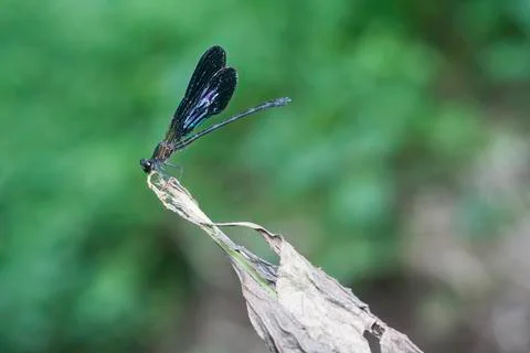 DRAGONFLY Stock Photos