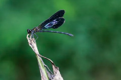DRAGONFLY Stock Photos
