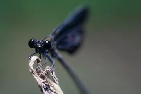 DRAGONFLY Stock Photos
