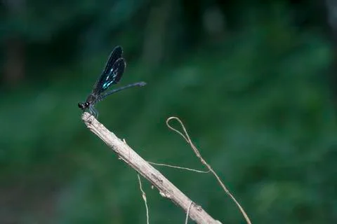 DRAGONFLY Stock Photos