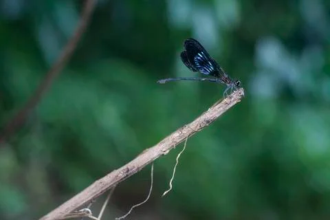 DRAGONFLY Stock Photos