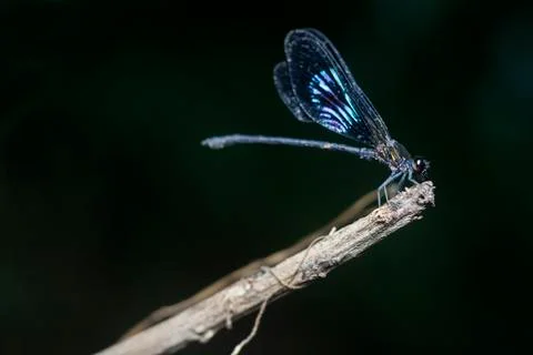 DRAGONFLY Stock Photos