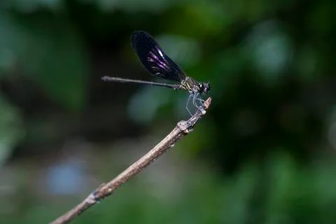 DRAGONFLY Stock Photos