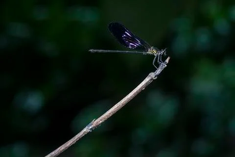 DRAGONFLY Stock Photos