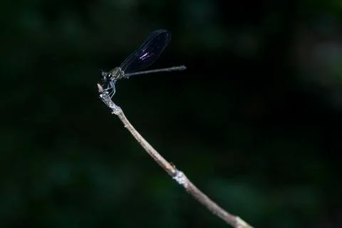 DRAGONFLY Stock Photos
