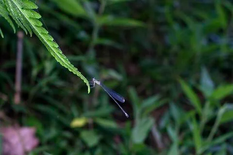 DRAGONFLY Stock Photos