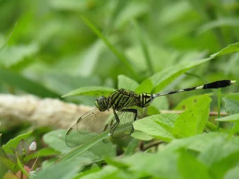 Dragonfly Stock Photos