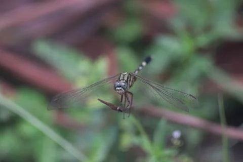 Dragonfly Stock Photos