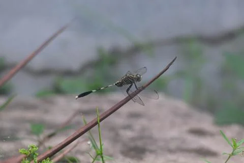 Dragonfly Stock Photos