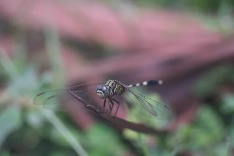 Dragonfly Stock Photos