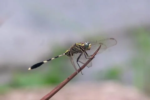 Dragonfly Stock Photos