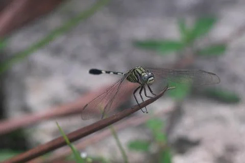 Dragonfly Stock Photos