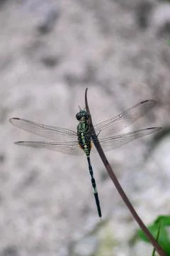 Dragonfly Stock Photos