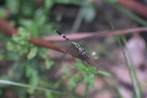 Dragonfly  Stock Photos