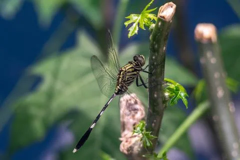 Dragonfly  Stock Photos