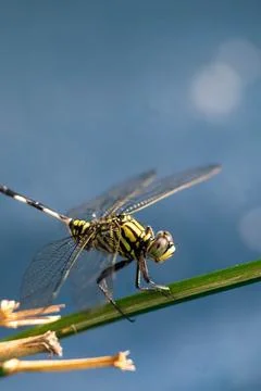 Dragonfly Stock Photos