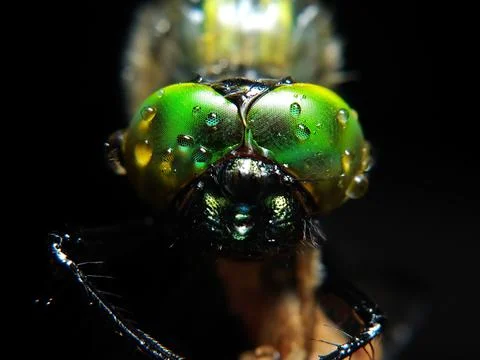 Dragonfly Stock Photos