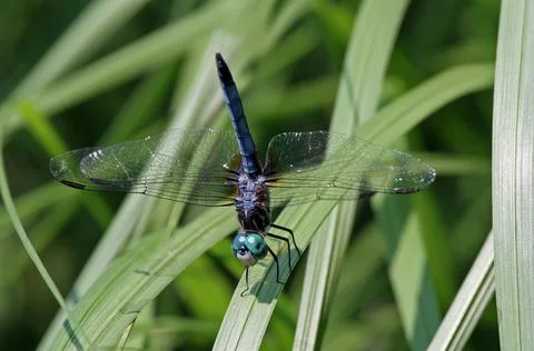 Dragonfly Stock Photos