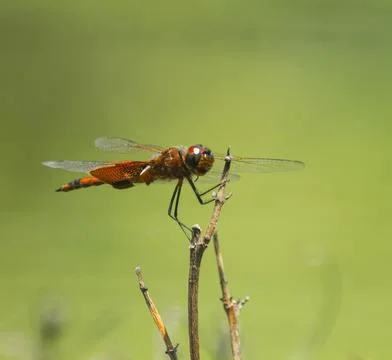 Dragonfly Stock Photos