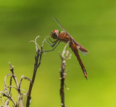 Dragonfly Stock Photos