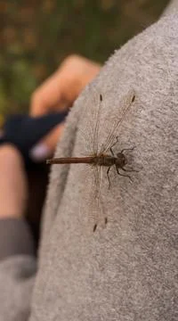Dragonfly Stock Photos