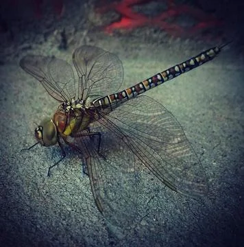 Dragonfly Stock Photos