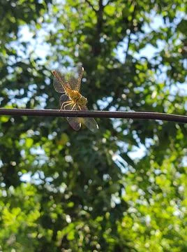 Dragonfly 스톡 사진