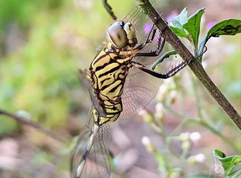 Dragonfly Stock Photos
