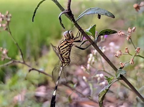 Dragonfly Stock Photos