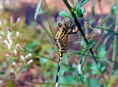 Dragonfly Stock Photos