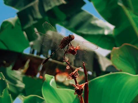 Dragonfly Stock Photos