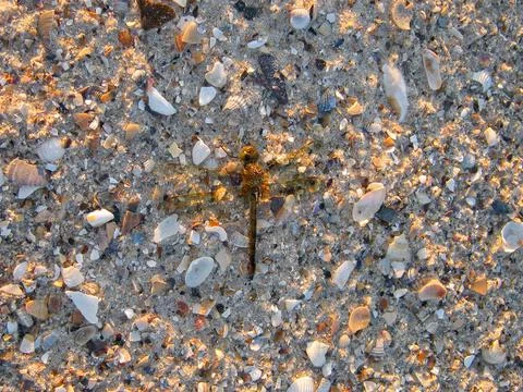 Dragonfly Stock Photos