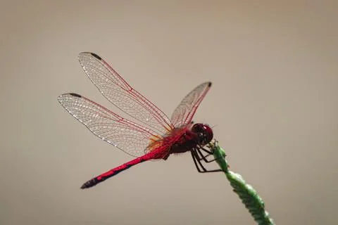Dragonfly  Stock Photos
