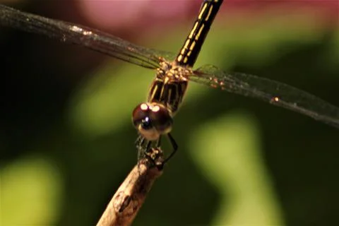 Dragonfly Foto stock