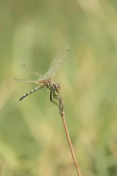 Dragonfly Stock Photos