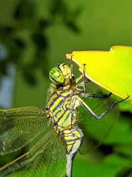 Dragonfly Foto stock