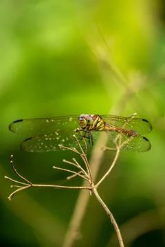 Dragonfly Stock Photos