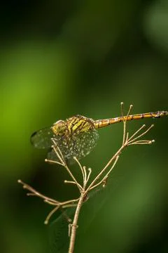 Dragonfly Stock Photos