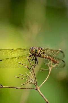 Dragonfly Stock Photos