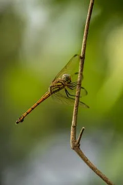 Dragonfly Stock Photos