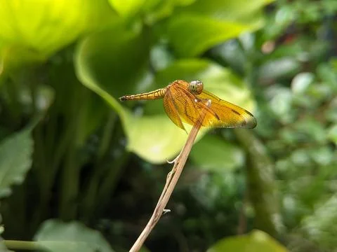 Dragonfly Foto stock