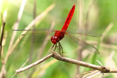 Dragonfly Stock Photos