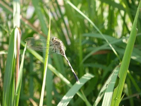 Dragonfly Stock Photos