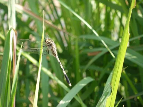 Dragonfly Stock Photos
