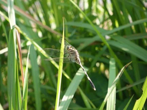 Dragonfly Stock Photos
