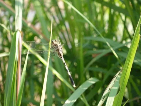 Dragonfly Stock Photos