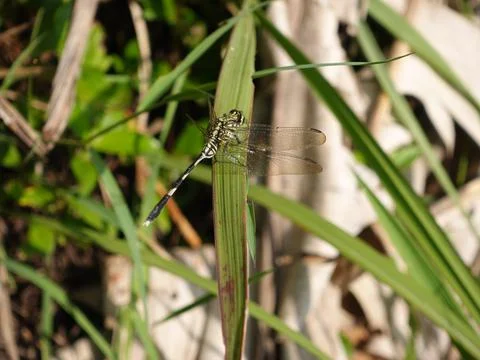 Dragonfly Stock Photos