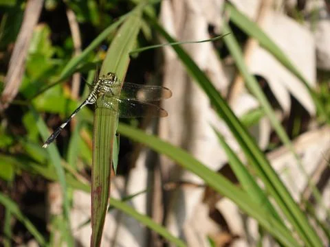 Dragonfly Stock Photos